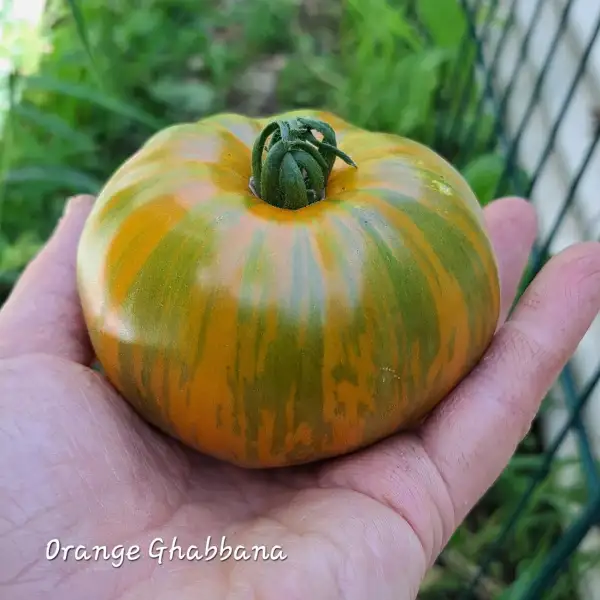 Tomaten: Orange Ghabana 2025