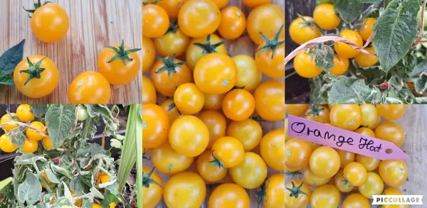 Tomaten: Orange Hat - Zwergtomate