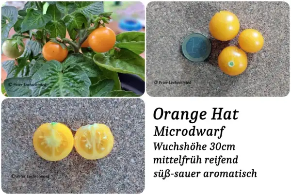 Tomaten: Orange Hat Microdwarf
