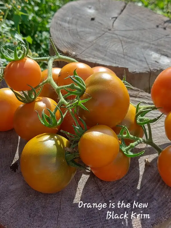 Tomaten: Orange is the New Black Krim