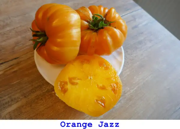 Tomaten: Orange Jazz