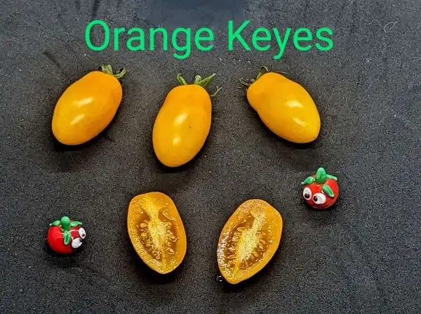 Tomaten: Orange Keyes