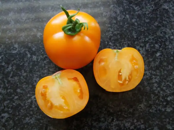 Tomaten: Orange King - Buschtomate