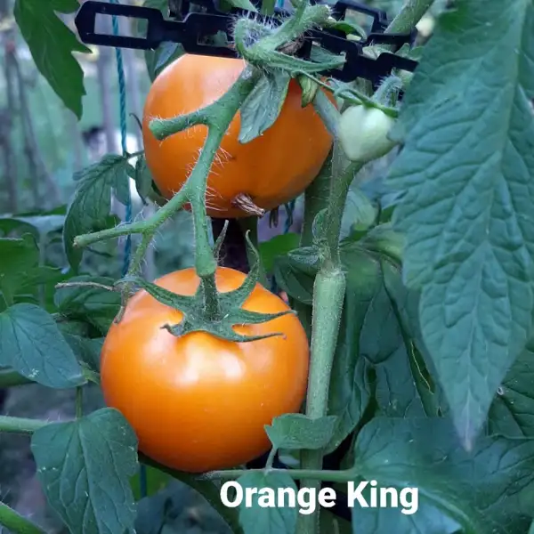 Tomaten: Orange King