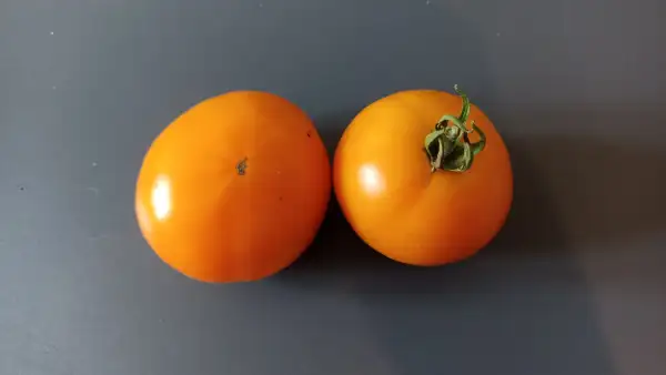 Tomaten: Orange King