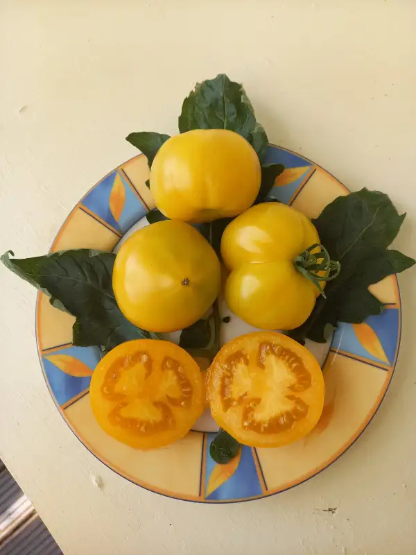 Tomaten: Orange King