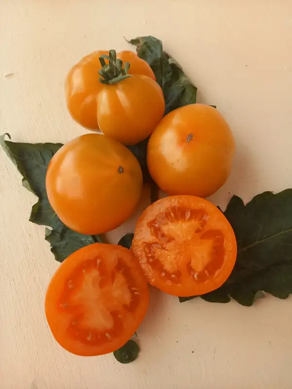 Tomaten: Orange King