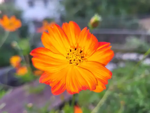 Blumen: Orange Kosmee, cosmos sulphureus