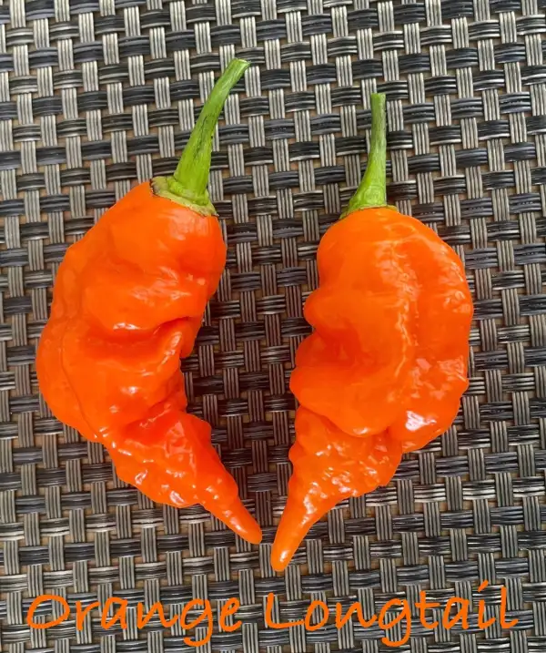Chili / Paprika: Orange Longtail