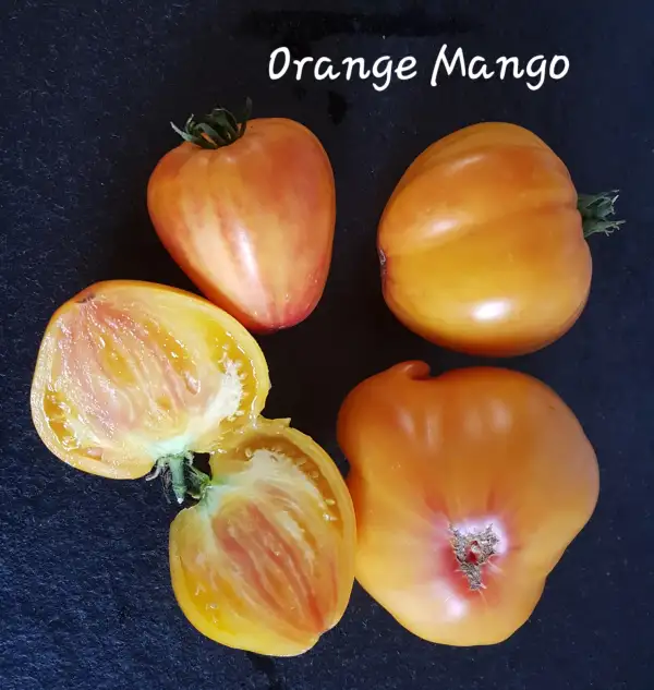 Tomaten: Orange Mango