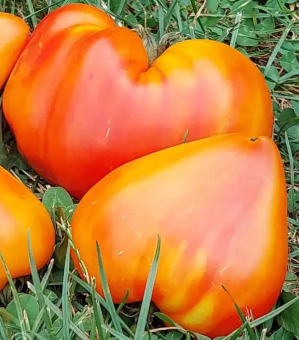 Tomaten: Orange Mango