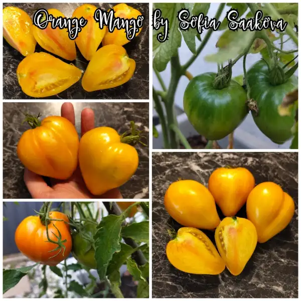Tomaten: Orange Mango by Sofia Saakova