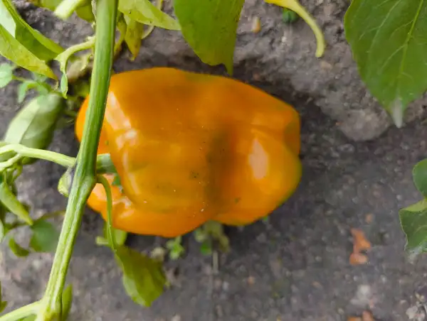 Chili / Paprika: Orange Miracle