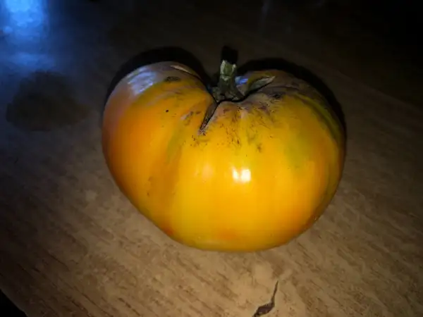 Tomaten: Orange OrangUtan