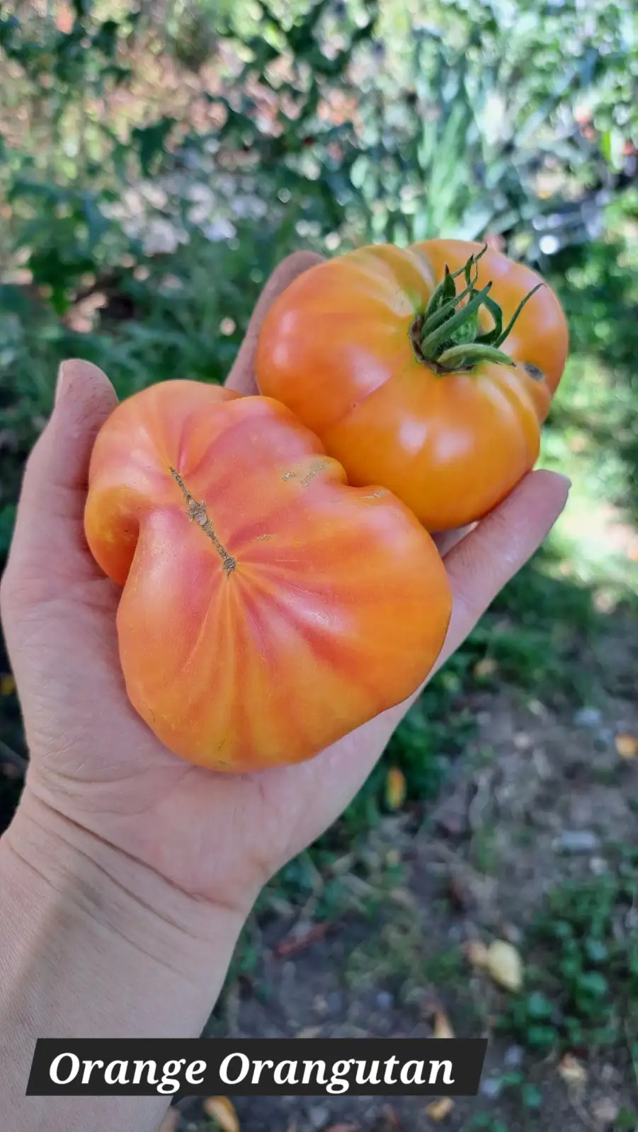 Tomaten: Orange Orangutan 2024