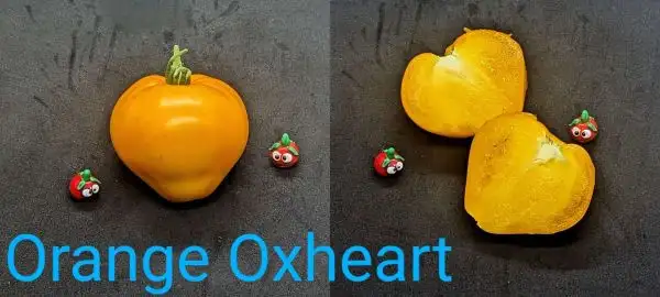 Tomaten: Orange Oxheart