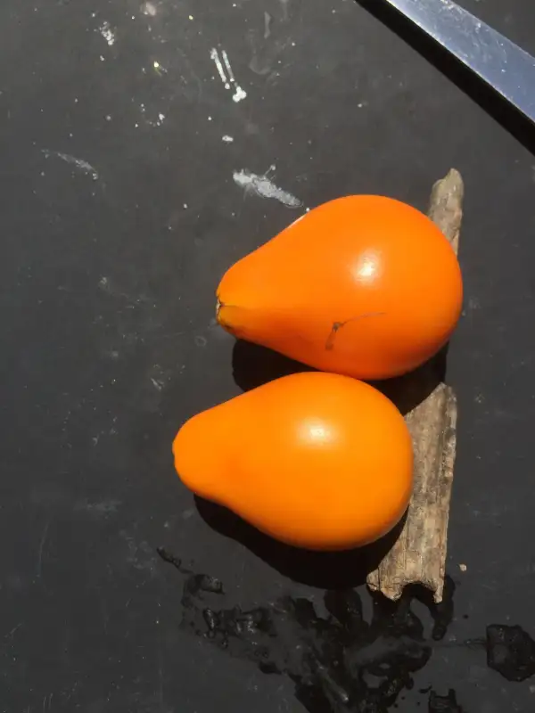 Tomaten: Orange Pear