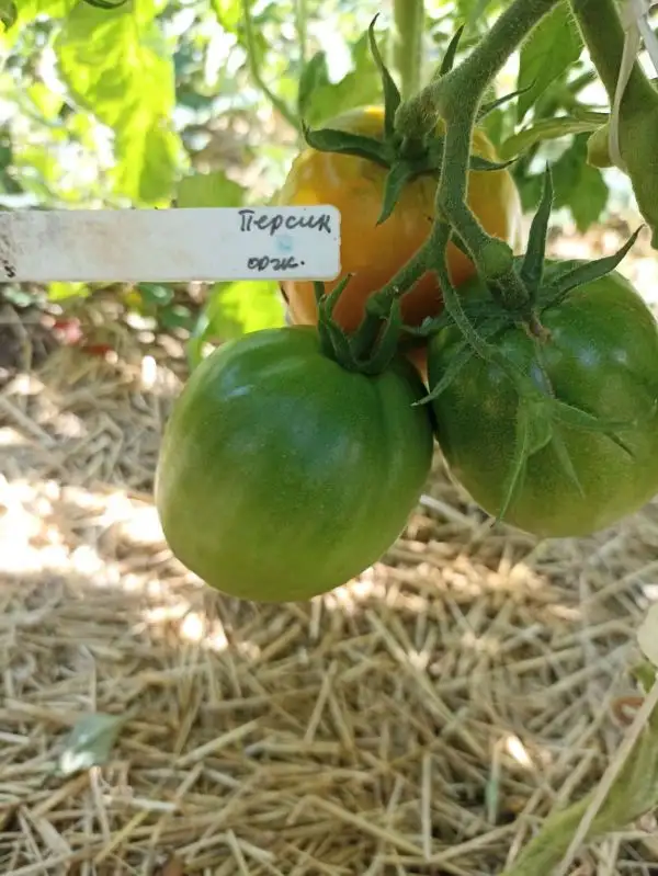 Tomaten: Orange Persik- оранжевый Персик