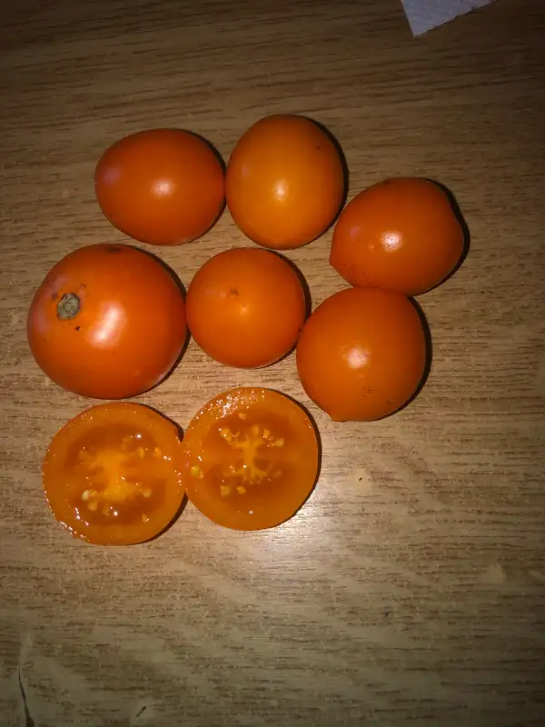 Tomaten: Orange Pixie