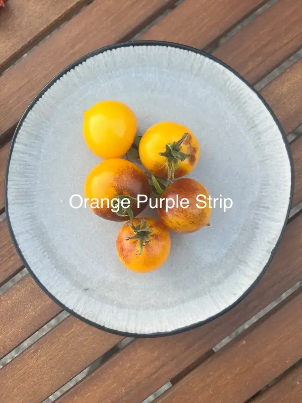 Tomaten: Orange Purple Strip