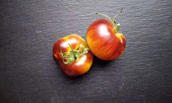 Tomaten: Orange Purple Striped