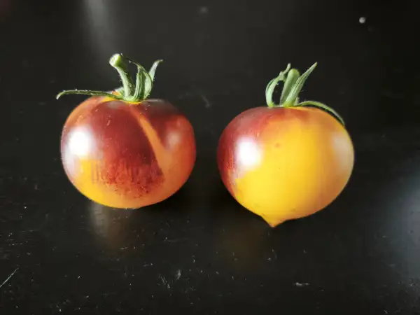 Tomaten: Orange Purple Stripes