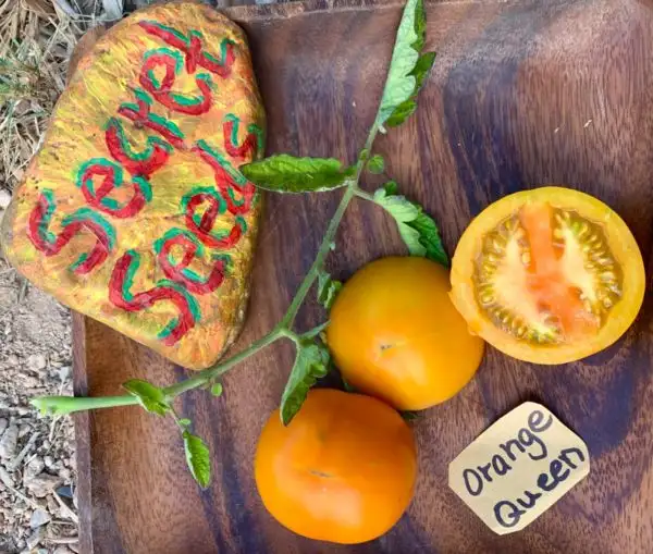 Tomaten: Orange Queen