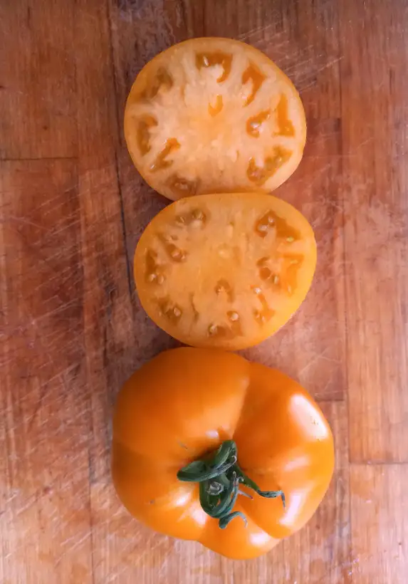 Tomaten: Orange Queen