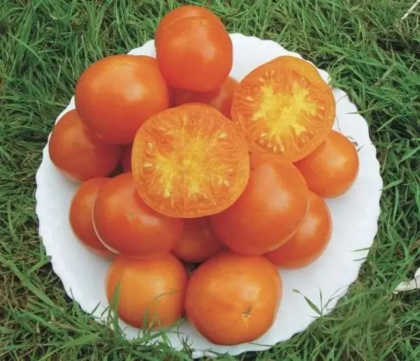 Tomaten: Orange Queen