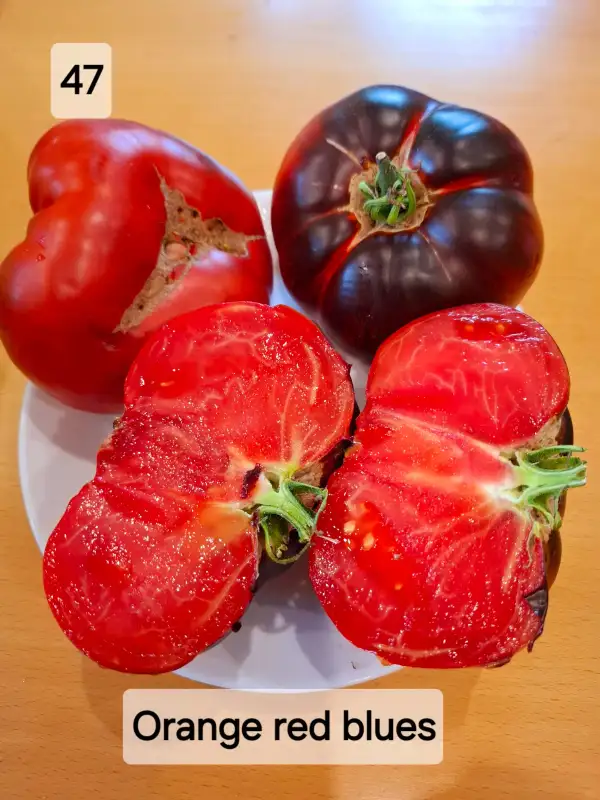 Tomaten: Orange red blues