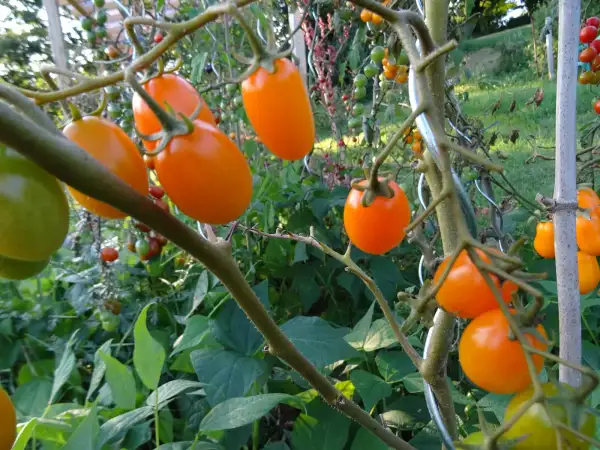 Tomaten: Orange Roma