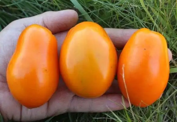 Tomaten: Orange Roma