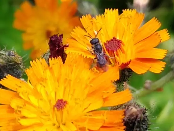 Blumen: Orange-rotes Habichtskraut