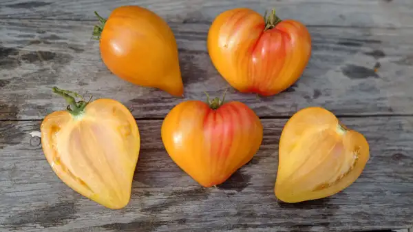 Tomaten: Orange Russian 116