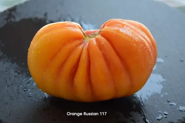 Tomaten: Orange Russian 117