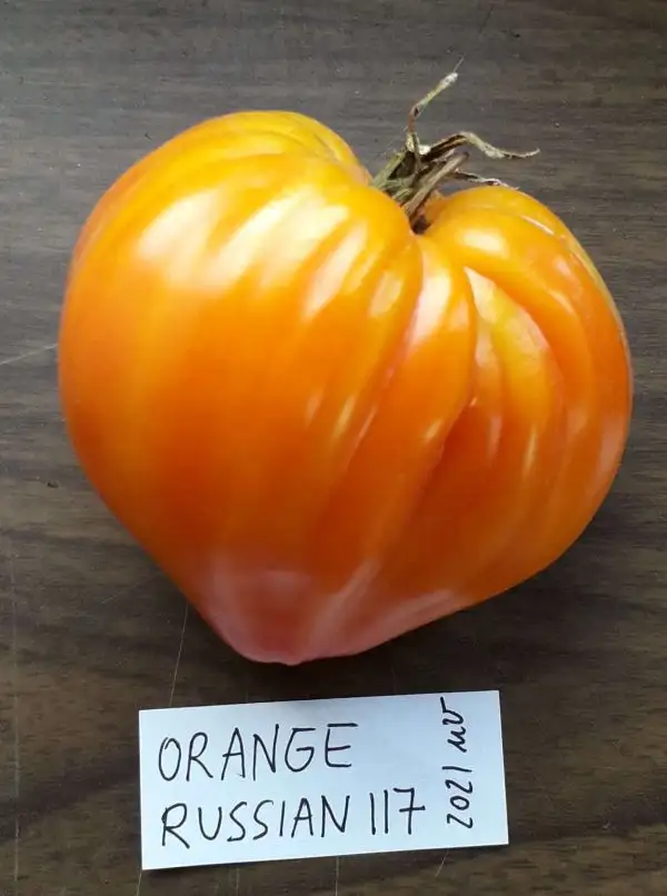 Tomaten: Orange Russian 117