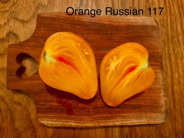 Tomaten: Orange Russian 117