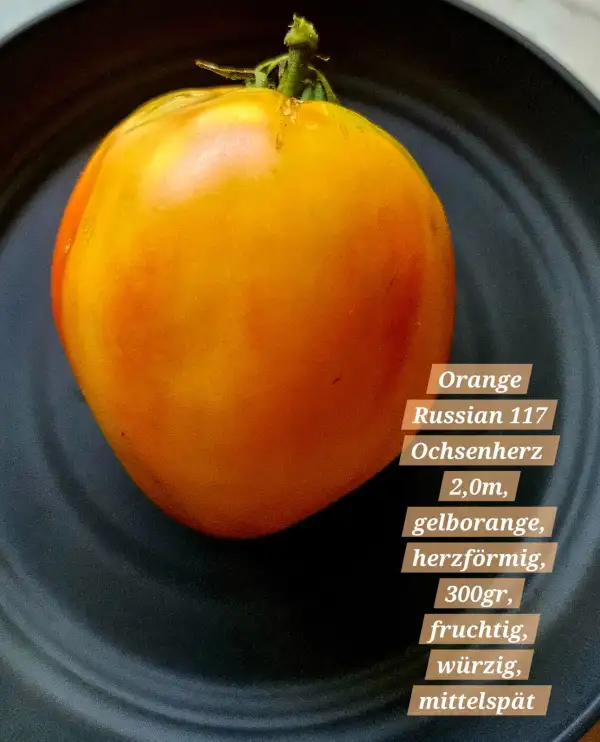 Tomaten: Orange Russian 117