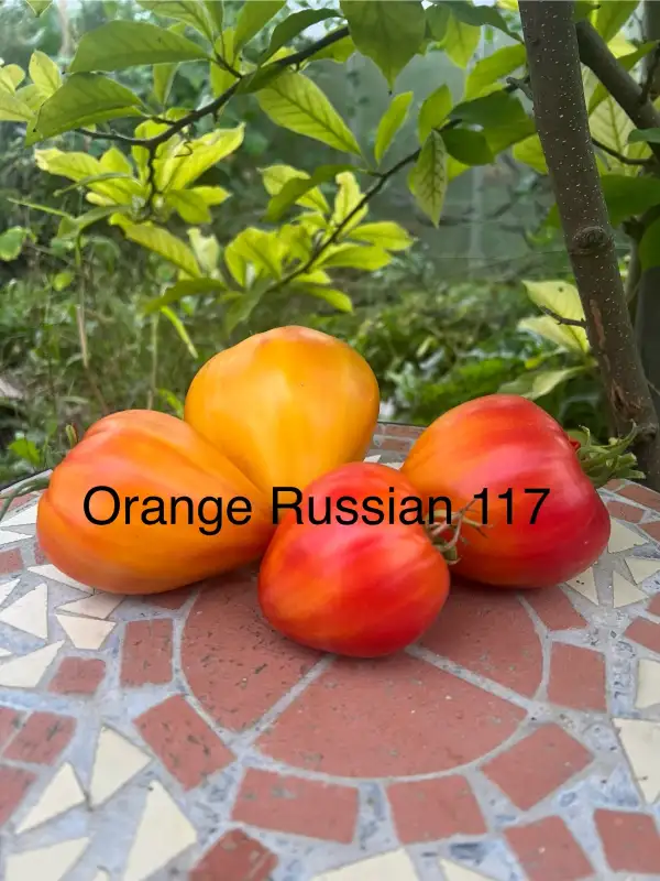 Tomaten: Orange Russian 117
