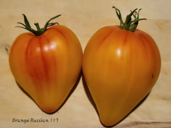 Tomaten: Orange Russian 117