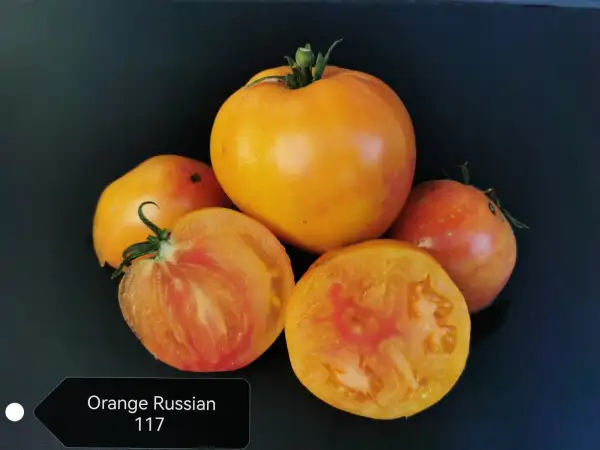 Tomaten: Orange Russian 117