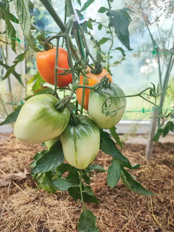 Tomaten: Orange Russian 117