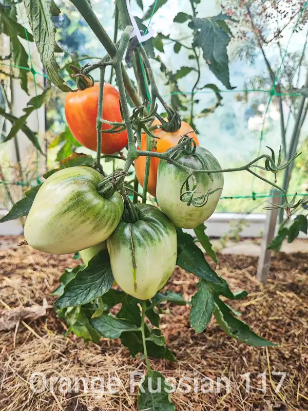 Tomaten: Orange Russian 117