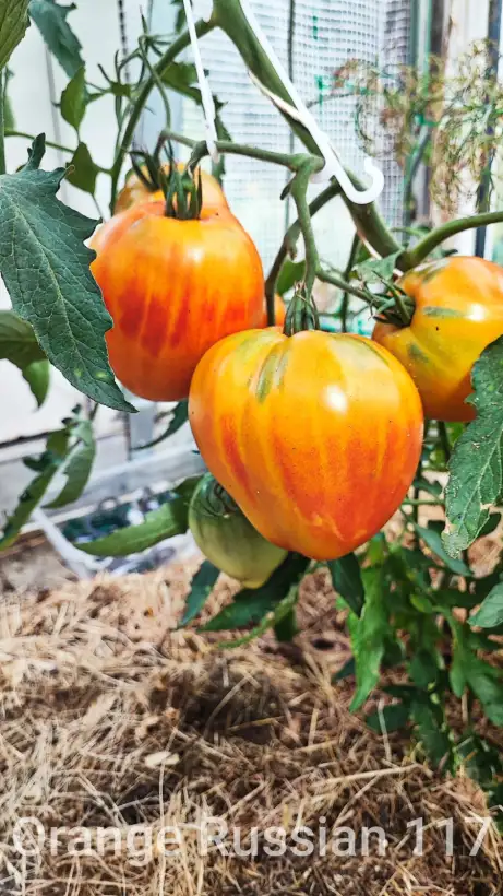 Tomaten: Orange Russian 117