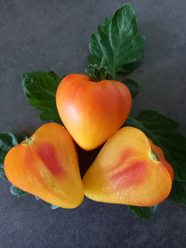 Tomaten: Orange Russian 117