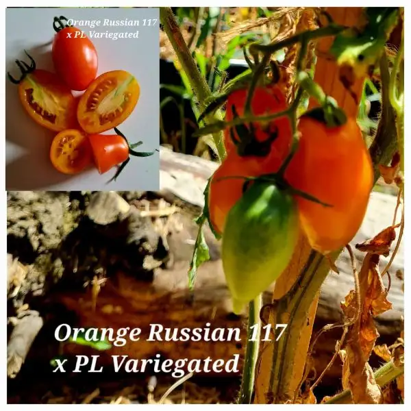 Tomaten: Orange Russian 117 x PL Variegated