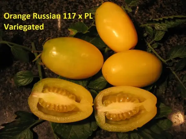 Tomaten: Orange Russian 117 x PL Variegated