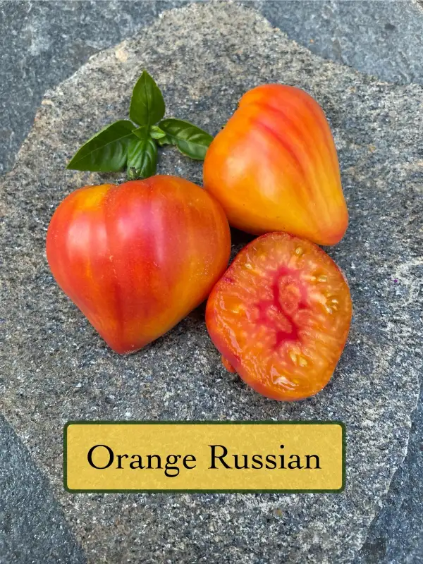 Tomaten: Orange Russian