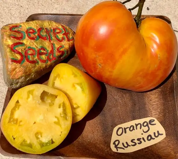 Tomaten: Orange Russian