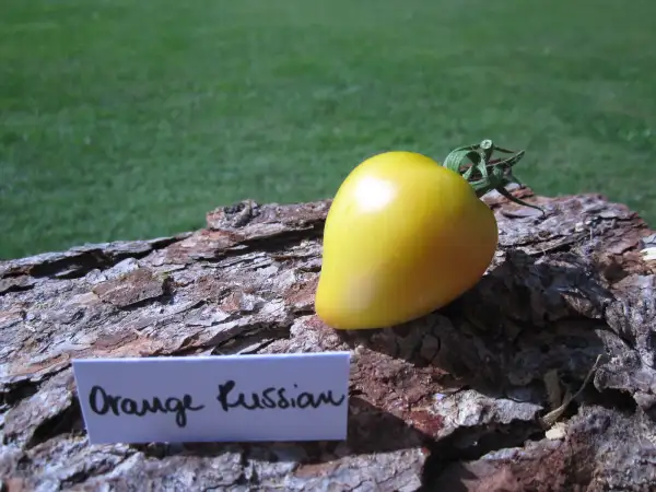 Tomaten: Orange Russian